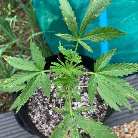 Zkittlez OG Auto 1 growlog timeline photo