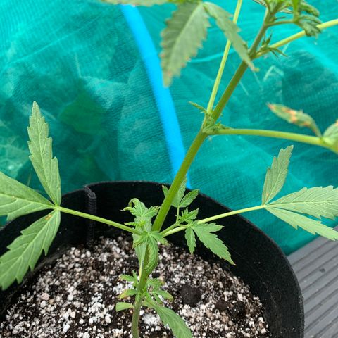 Zkittlez OG Auto 1 growlog timeline photo