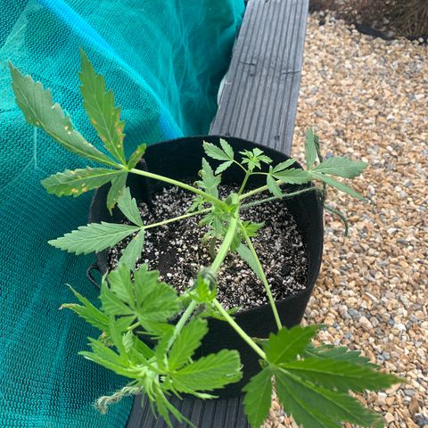Zkittlez OG Auto 1 growlog timeline photo