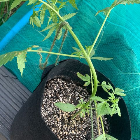 Zkittlez OG Auto 1 growlog photo: Low Stress Training started today. 