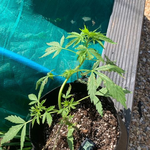 Zkittlez OG Auto 1 growlog timeline photo