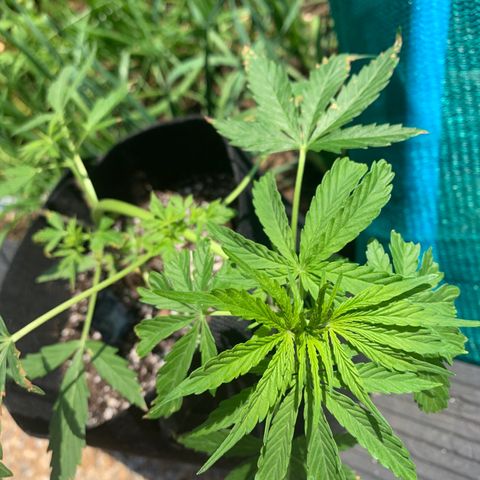 Zkittlez OG Auto 1 growlog timeline photo