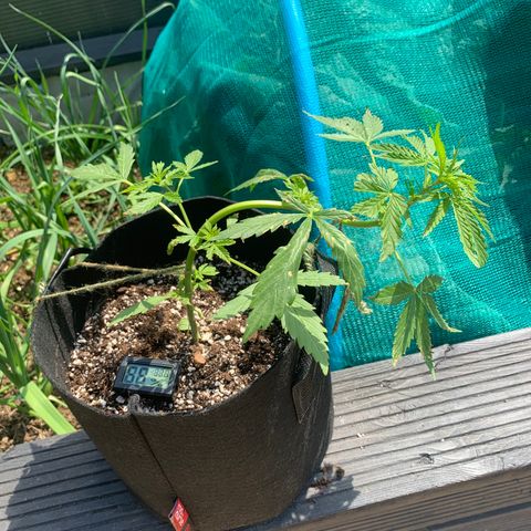 Zkittlez OG Auto 1 growlog timeline photo