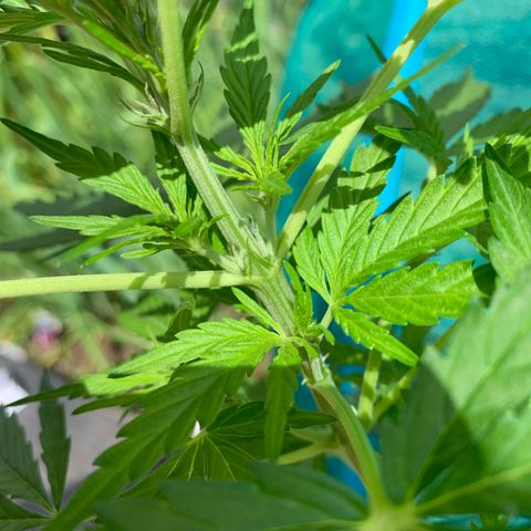 Zkittlez OG Auto 1 growlog timeline photo