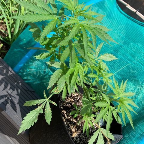 Zkittlez OG Auto 1 growlog timeline photo