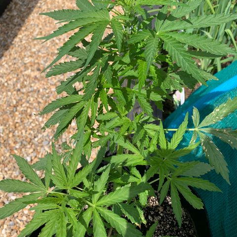 Zkittlez OG Auto 1 growlog timeline photo