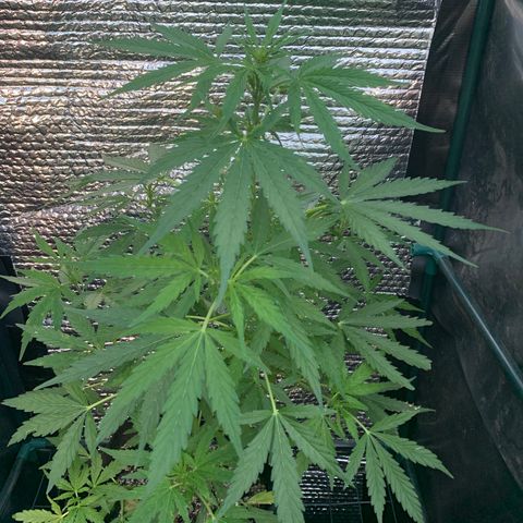Zkittlez OG Auto 1 growlog timeline photo