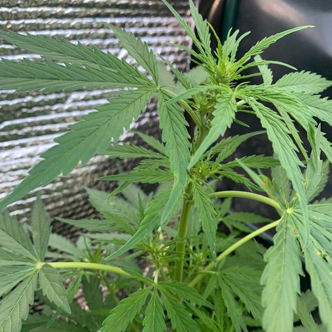 Zkittlez OG Auto 1 growlog timeline photo