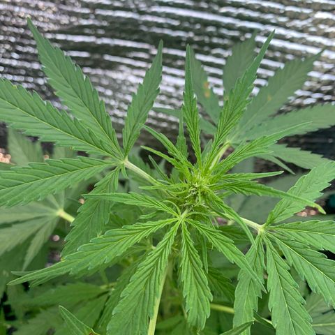 Zkittlez OG Auto 1 growlog timeline photo