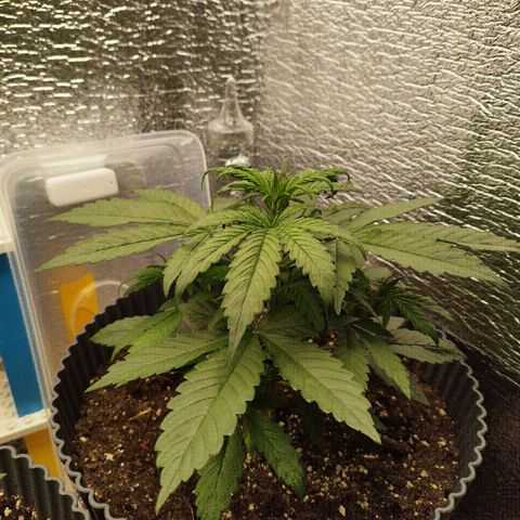 Apple Jack 1 growlog timeline photo