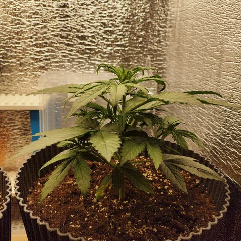 Apple Jack 1 growlog timeline photo
