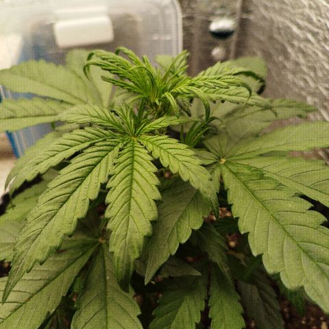 Apple Jack 1 growlog timeline photo