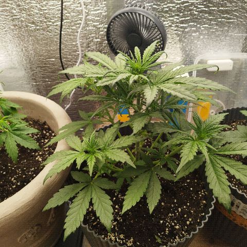 Apple Jack 1 growlog timeline photo