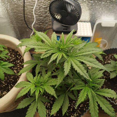 Apple Jack 1 growlog timeline photo