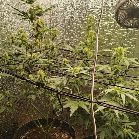 Apple Jack 1 growlog photo: Meine Jacky nach dem Schnitt und eine Woche in der Blütephase. Alles bestens !! 