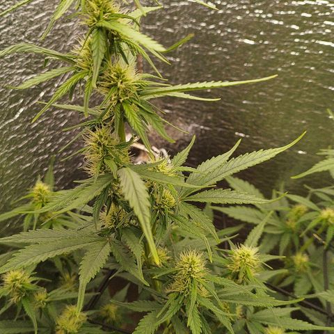 Apple Jack 1 growlog photo: Meine Jacky nach dem Schnitt und eine Woche in der Blütephase. Alles bestens !! 