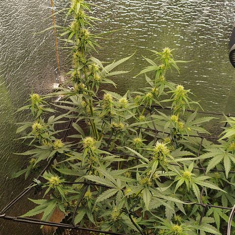Apple Jack 1 growlog timeline photo