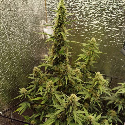 Apple Jack 1 growlog timeline photo