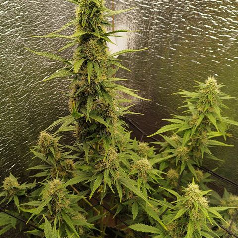 Apple Jack 1 growlog timeline photo