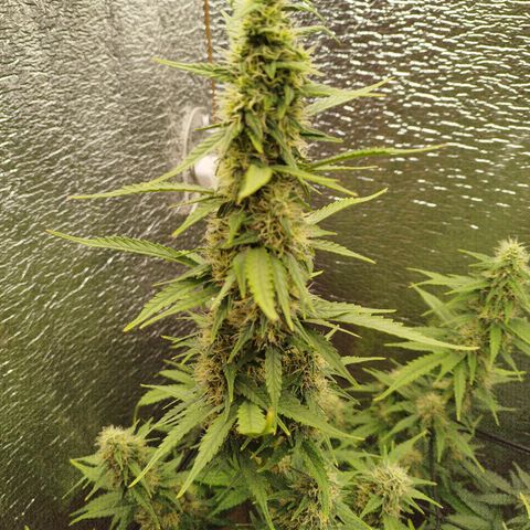 Apple Jack 1 growlog timeline photo