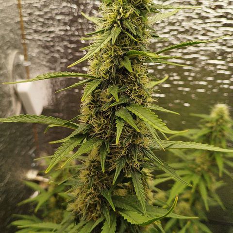 Apple Jack 1 growlog timeline photo