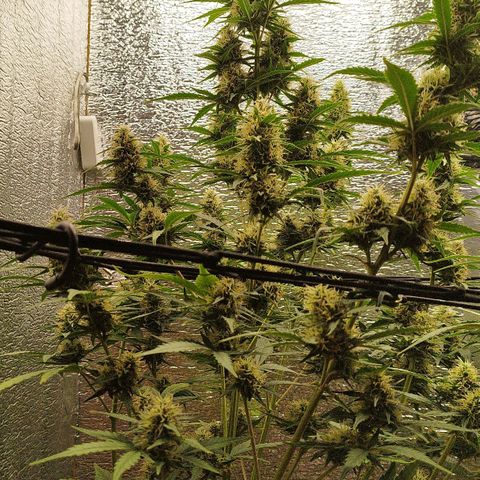 Apple Jack 1 growlog timeline photo