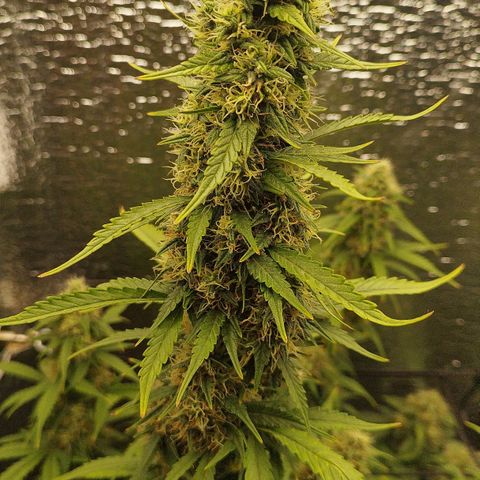 Apple Jack 1 growlog timeline photo