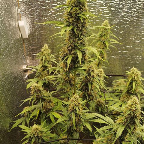 Apple Jack 1 growlog timeline photo