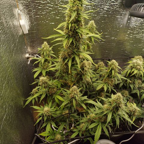 Apple Jack 1 growlog timeline photo