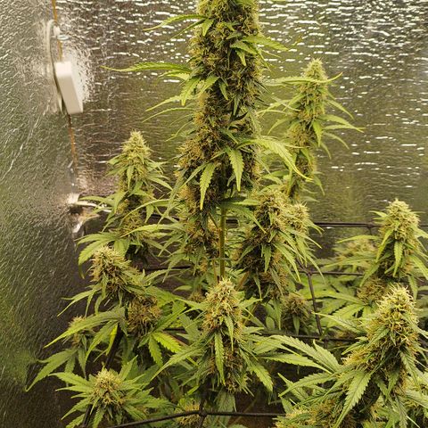 Apple Jack 1 growlog timeline photo