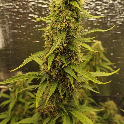 Apple Jack 1 growlog timeline photo