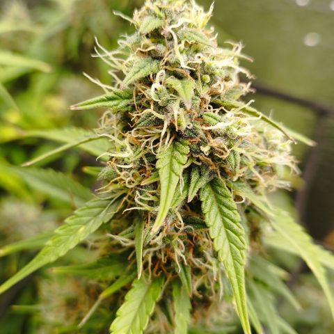 Apple Jack 1 growlog timeline photo