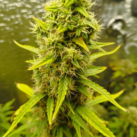 Apple Jack 1 growlog timeline photo