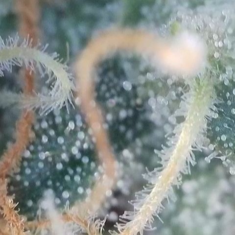 Apple Jack 1 growlog timeline photo
