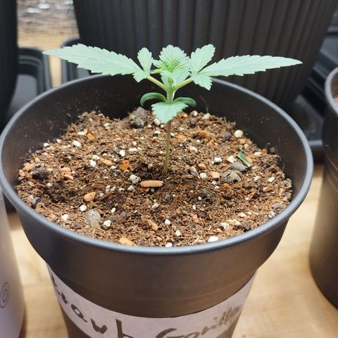 Staw. Gorilla 1 growlog timeline photo