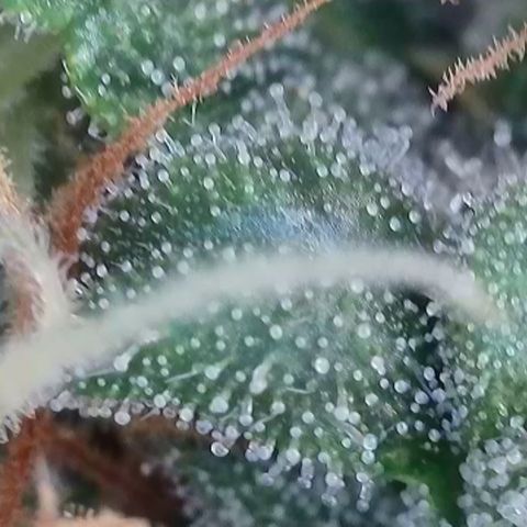 Apple Jack 1 growlog timeline photo