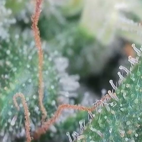 Apple Jack 1 growlog timeline photo