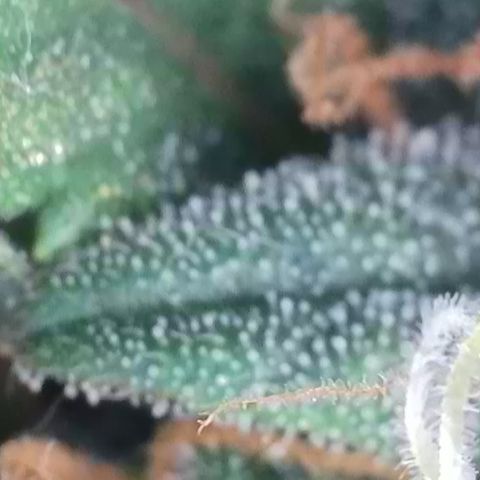 Apple Jack 1 growlog timeline photo