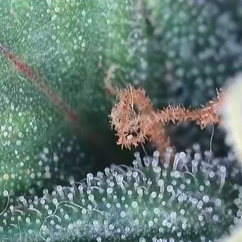 Apple Jack 1 growlog timeline photo