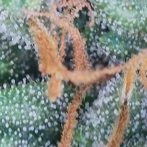 Apple Jack 1 growlog timeline photo