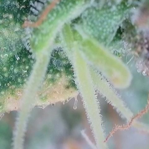 Apple Jack 1 growlog timeline photo