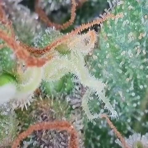 Apple Jack 1 growlog timeline photo