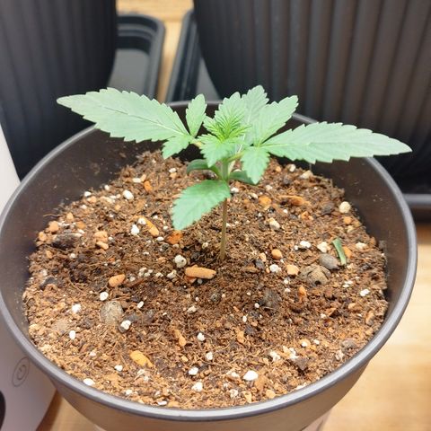 Staw. Gorilla 1 growlog timeline photo