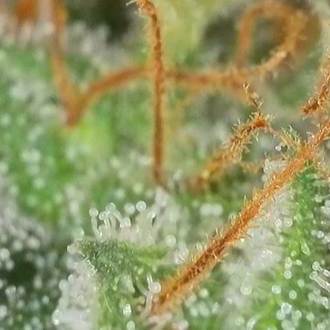 Apple Jack 1 growlog photo: Wird wohl noch paar Wochen dauert bis alles richtig reif ist zur Ernte.