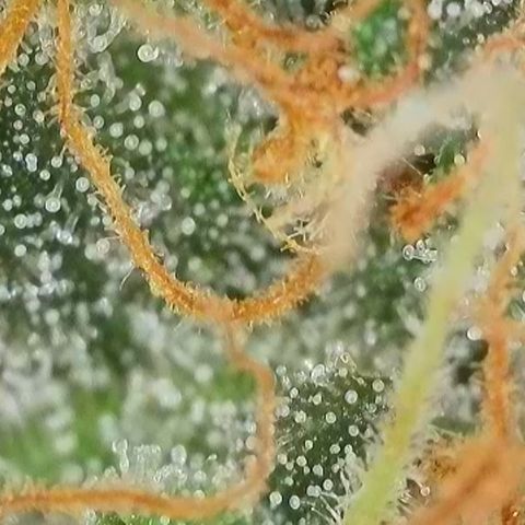 Apple Jack 1 growlog photo: Wird wohl noch paar Wochen dauert bis alles richtig reif ist zur Ernte.