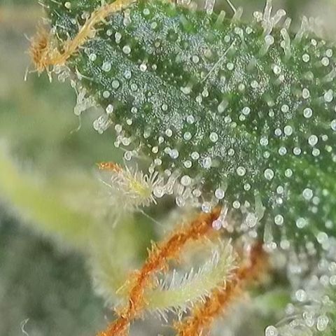 Apple Jack 1 growlog photo: Wird wohl noch paar Wochen dauert bis alles richtig reif ist zur Ernte.