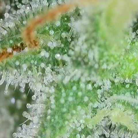 Apple Jack 1 growlog photo: Wird wohl noch paar Wochen dauert bis alles richtig reif ist zur Ernte.