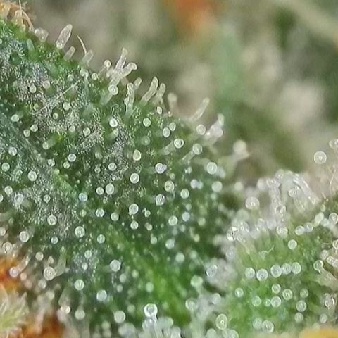 Apple Jack 1 growlog photo: Wird wohl noch paar Wochen dauert bis alles richtig reif ist zur Ernte.