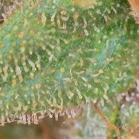Apple Jack 1 growlog timeline photo