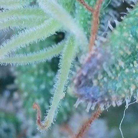 Apple Jack 1 growlog timeline photo